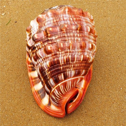 Natural Conch Aquarium Ornament – 11–18 cm