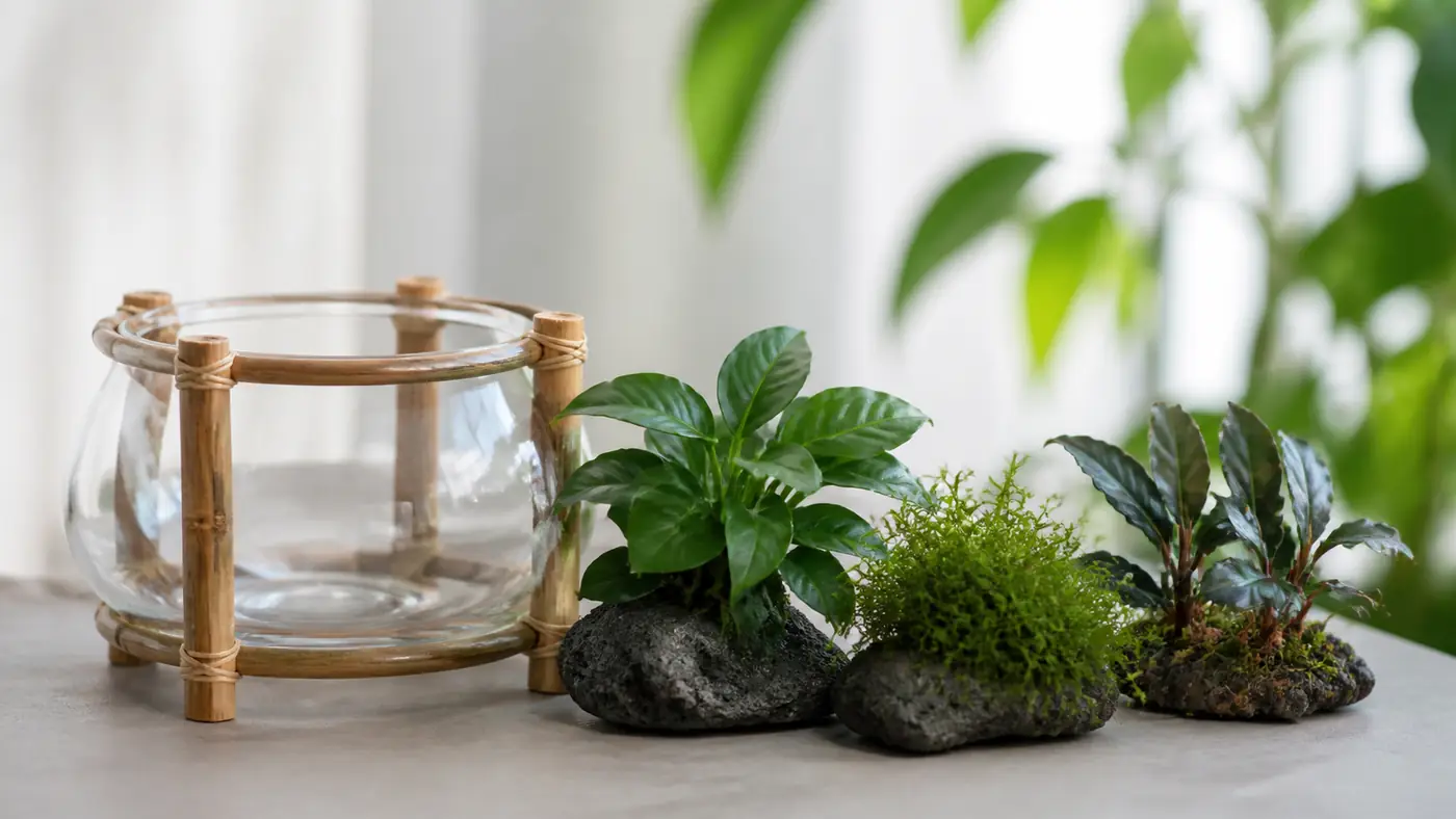 Compact aquatic plants and moss arranged beside a miniature glass aquarium bowl